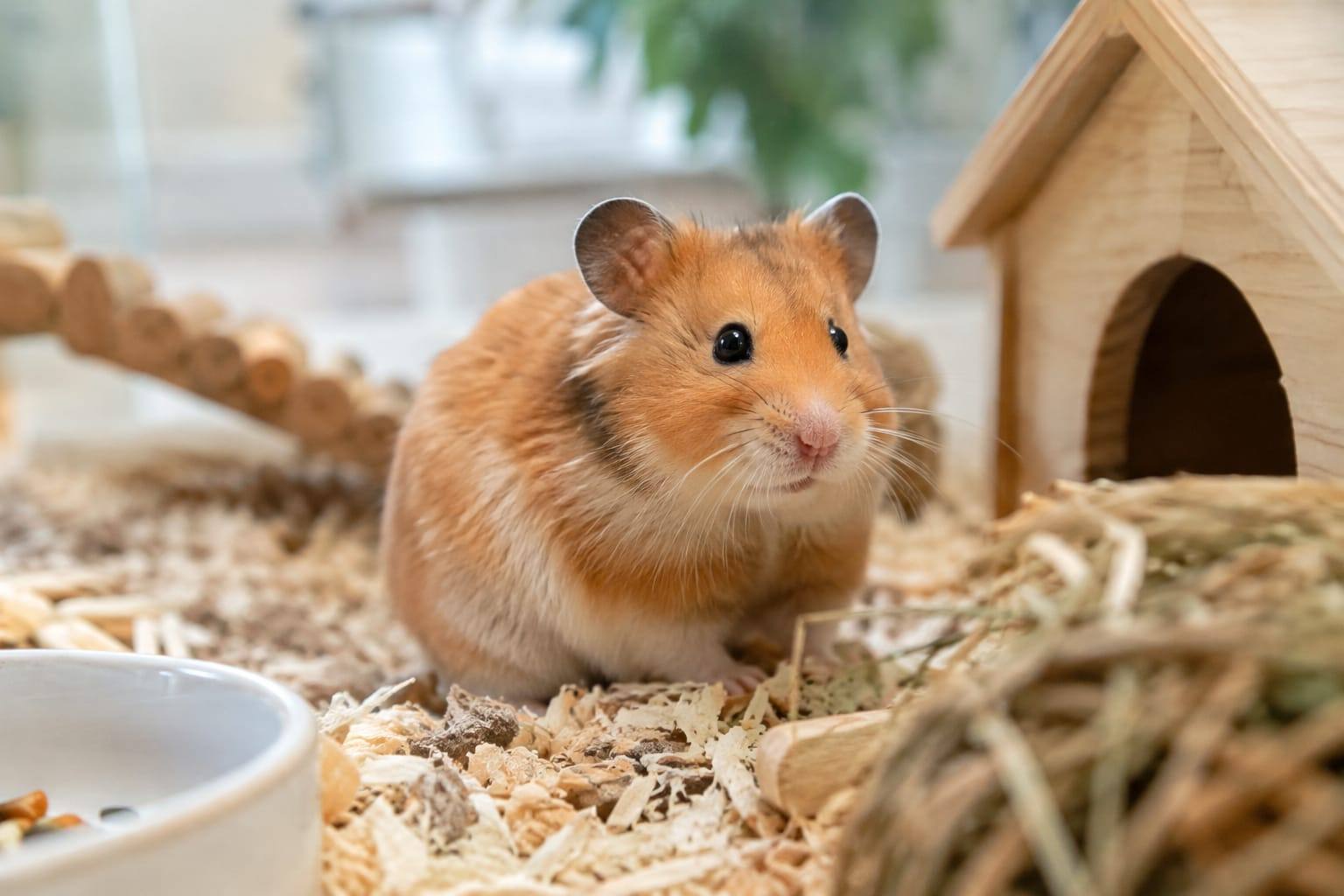 Hamster syrien doré aux joues visibles, observé calmement dans un habitat propre et aménagé.