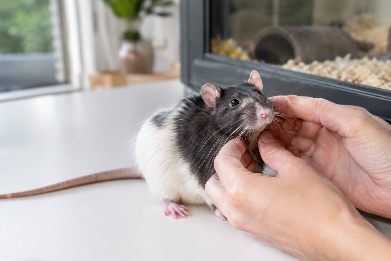 Rat domestique noir et blanc en capuchon, museau rose, yeux vifs et longue queue nue, assis près de sa cage propre.
