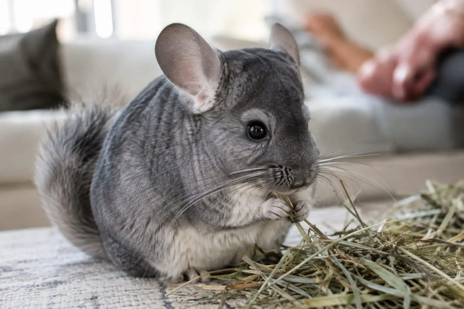 Chinchilla gris standard au pelage dense et velouté, assis près d’une poignée de foin dans un intérieur calme.
