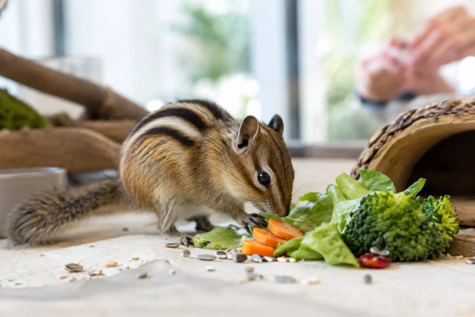 Un écureuil de Corée roux, aux cinq rayures dorsales et à la queue touffue, explore quelques aliments frais dans une volière intérieure.