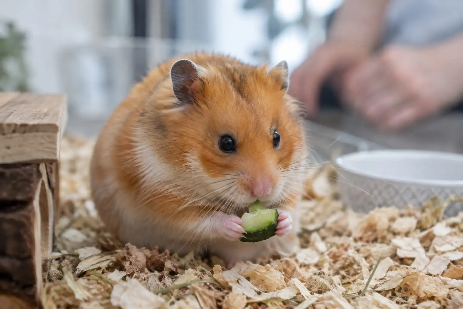 Hamster syrien doré au pelage orange et crème, grignotant un petit morceau de légume dans un habitat aménagé.