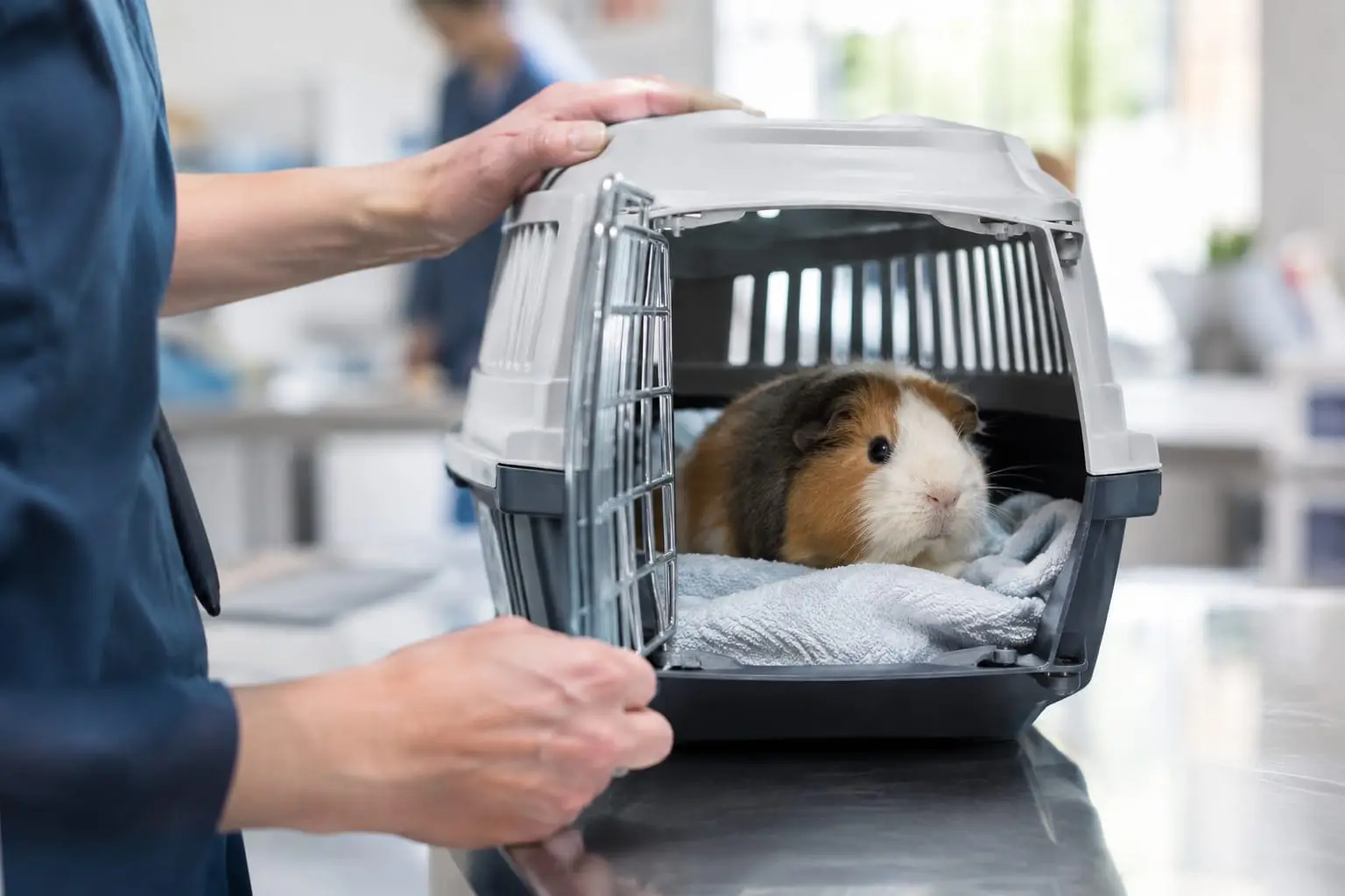 Un cochon d’Inde calme dans une caisse de transport propre, près d’une table d’examen en clinique vétérinaire.