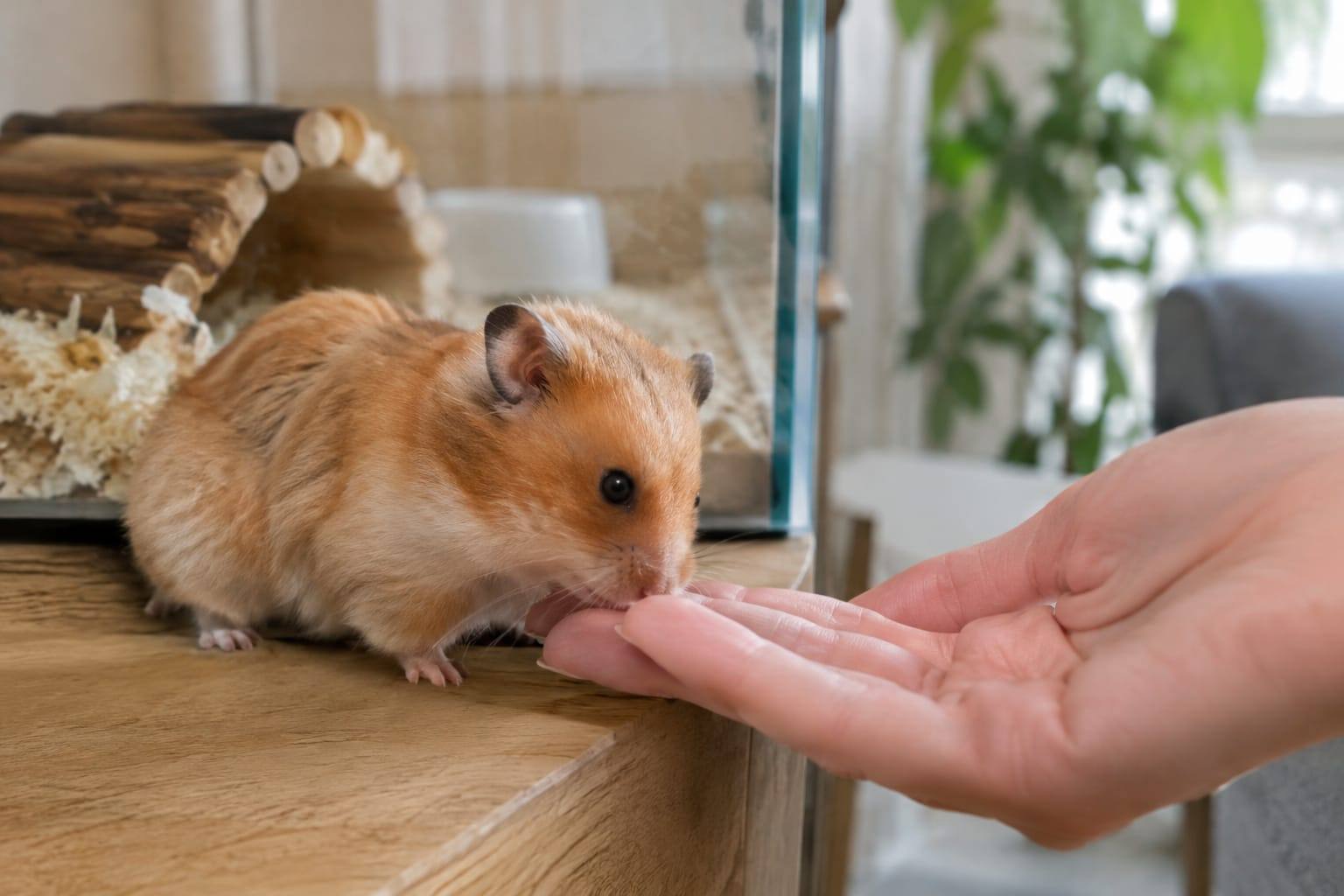 Hamster syrien doré, au corps rond et au pelage crème et orangé, renifle une main posée dans son habitat.
