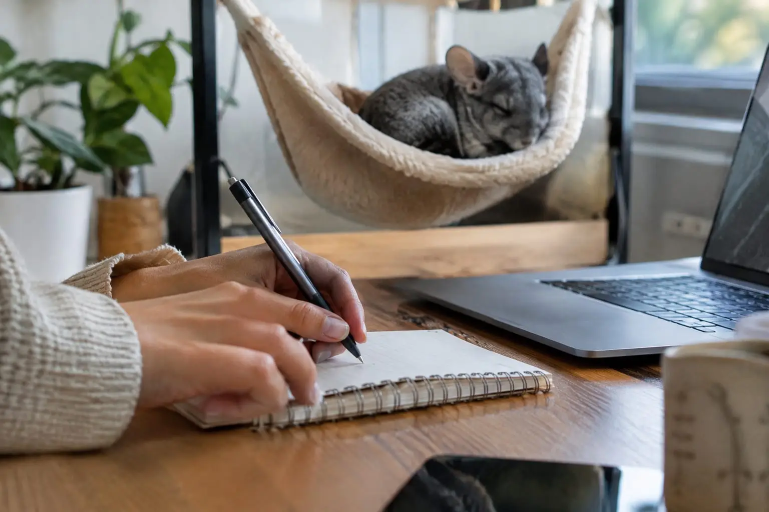 Une main inscrit un budget dans un carnet près d’un ordinateur portable, tandis qu’un chinchilla dort dans un hamac en polaire à l’arrière-plan.
