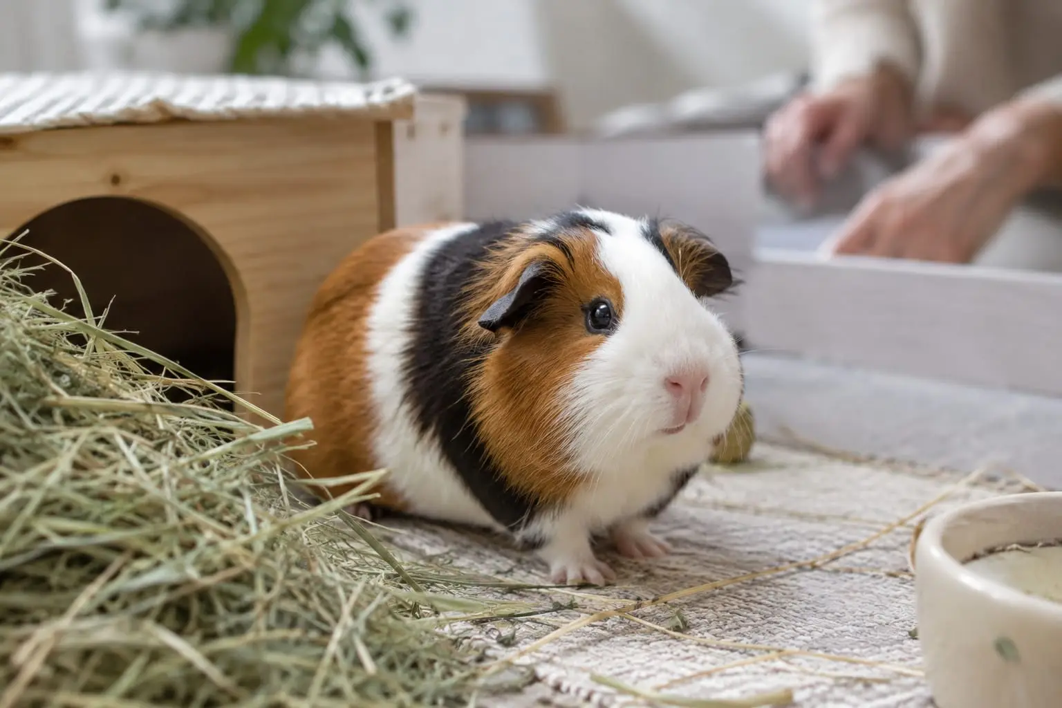 Cochon d’Inde tricolore au poil court, posé dans un enclos aménagé et observant calmement son environnement.