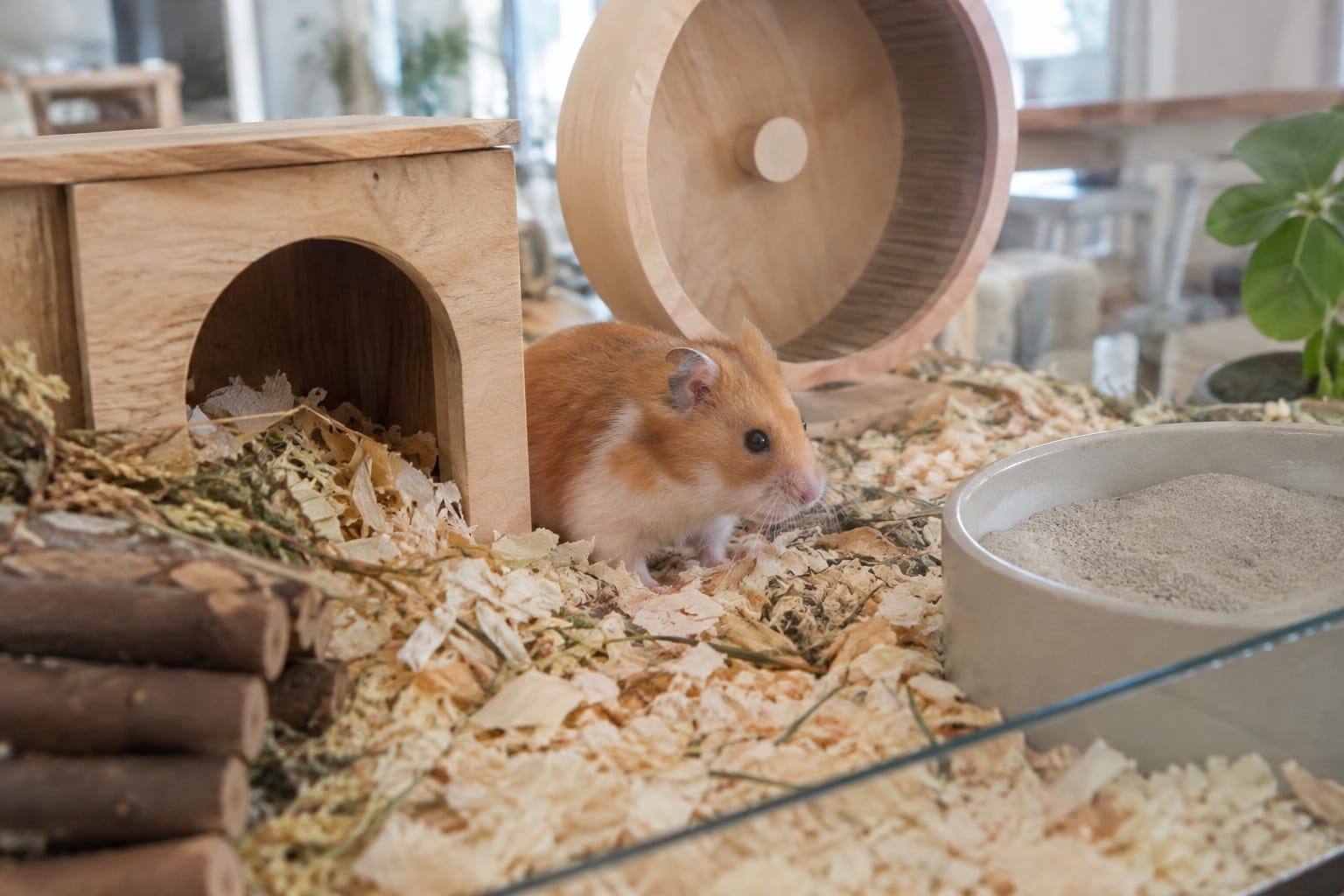 Un hamster syrien doré explore une grande cage vitrée avec litière profonde, roue, abri et bac à sable.