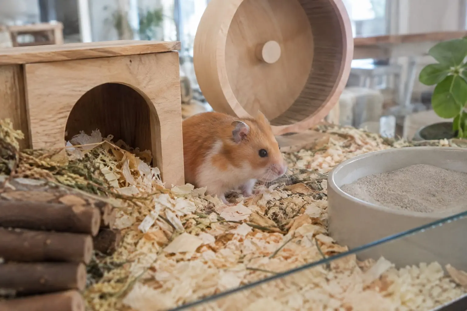 Un hamster syrien doré explore une grande cage vitrée avec litière profonde, roue, abri et bac à sable.
