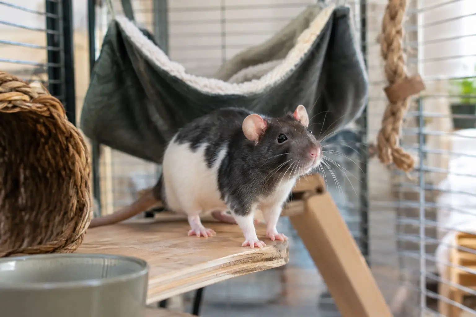 Un rat domestique noir et blanc explore un hamac dans une cage spacieuse aménagée avec des plateformes.