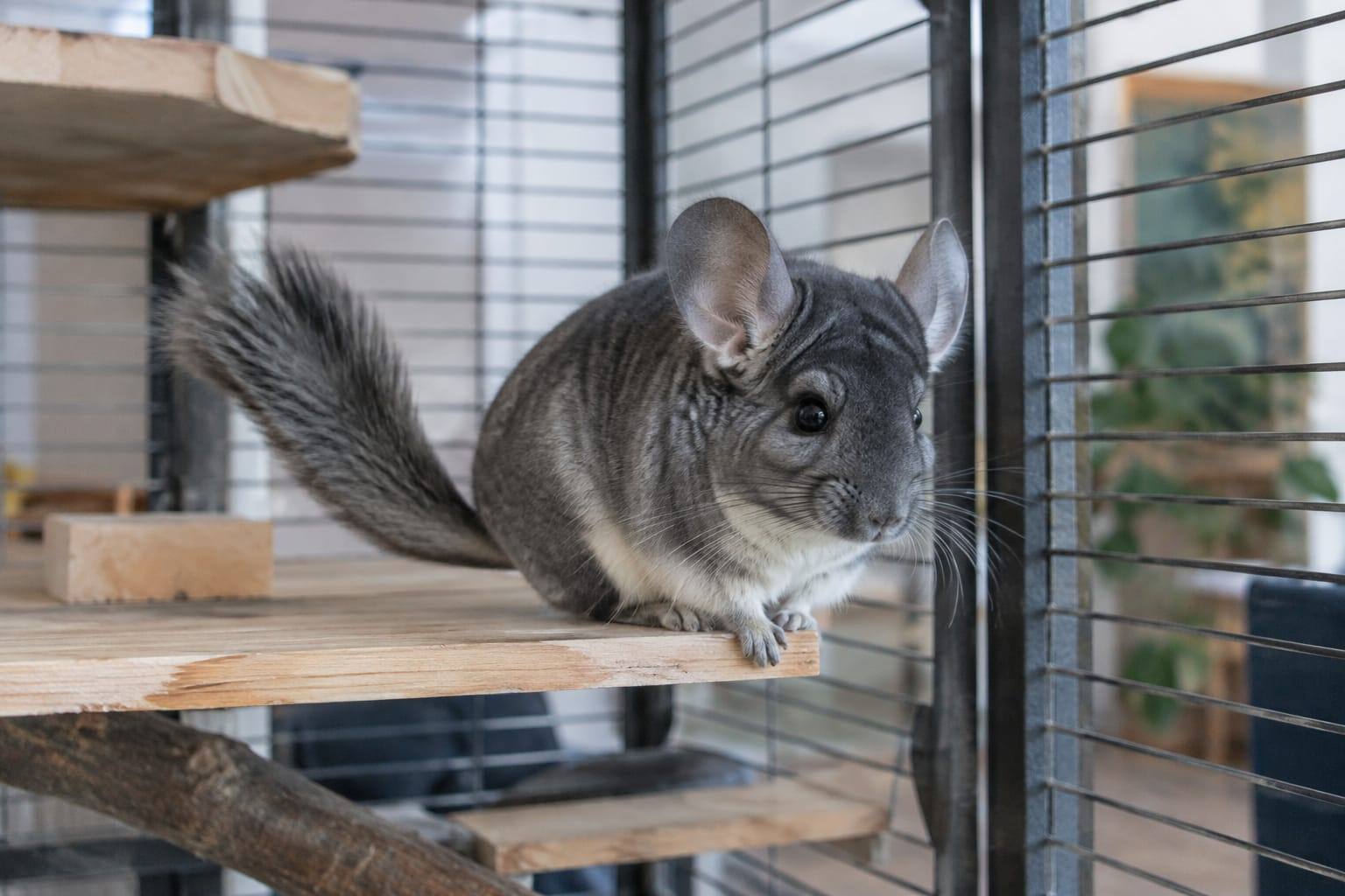 Chinchilla gris au pelage dense et velouté dans une grande cage à étages en bois, installée dans une pièce lumineuse et fraîche.
