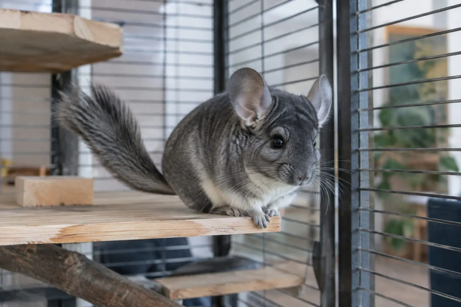 Chinchilla gris au pelage dense et velouté dans une grande cage à étages en bois, installée dans une pièce lumineuse et fraîche.