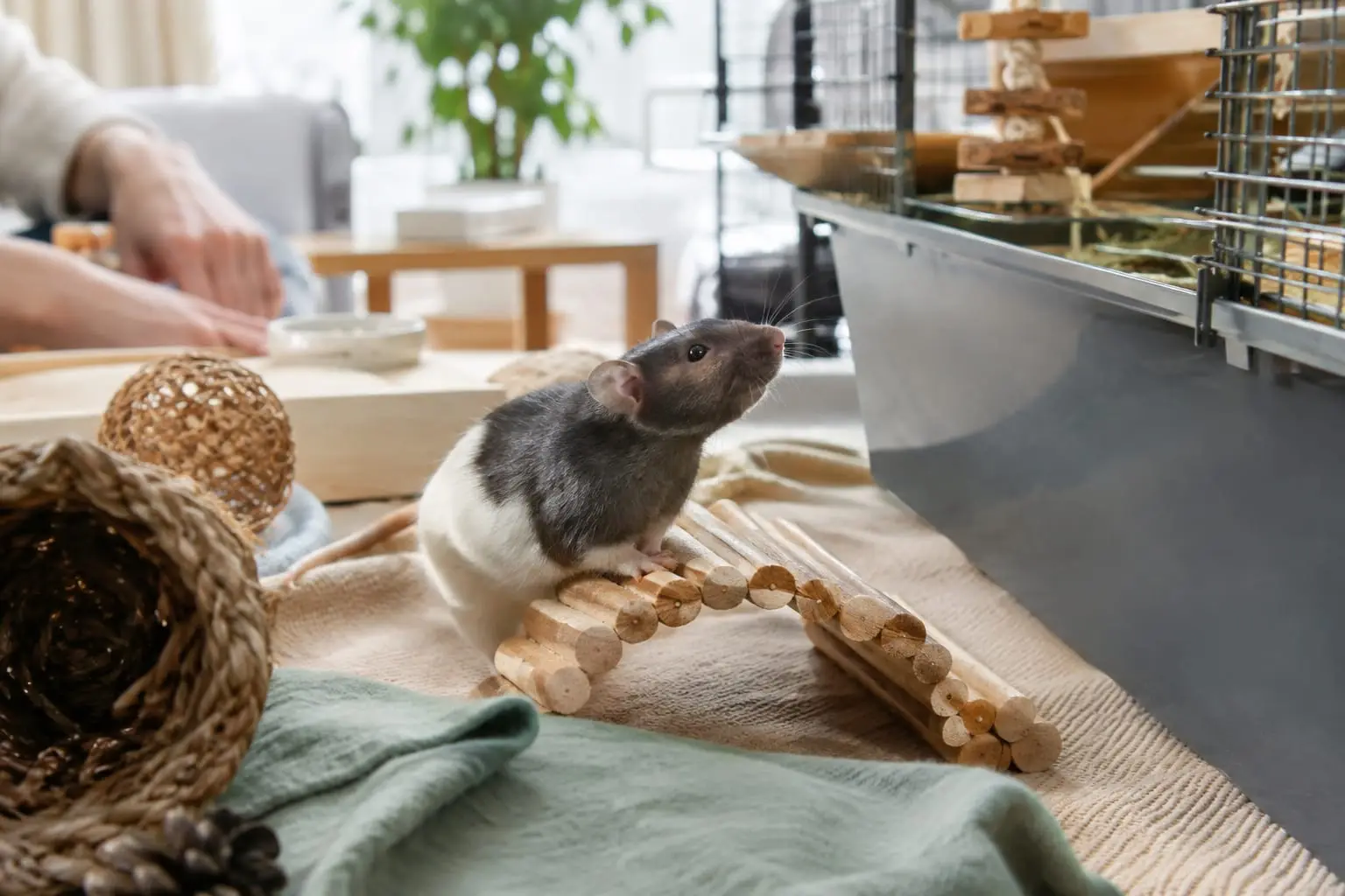 Un rat domestique explore un espace de jeu sécurisé près de son habitat, dans un salon lumineux.