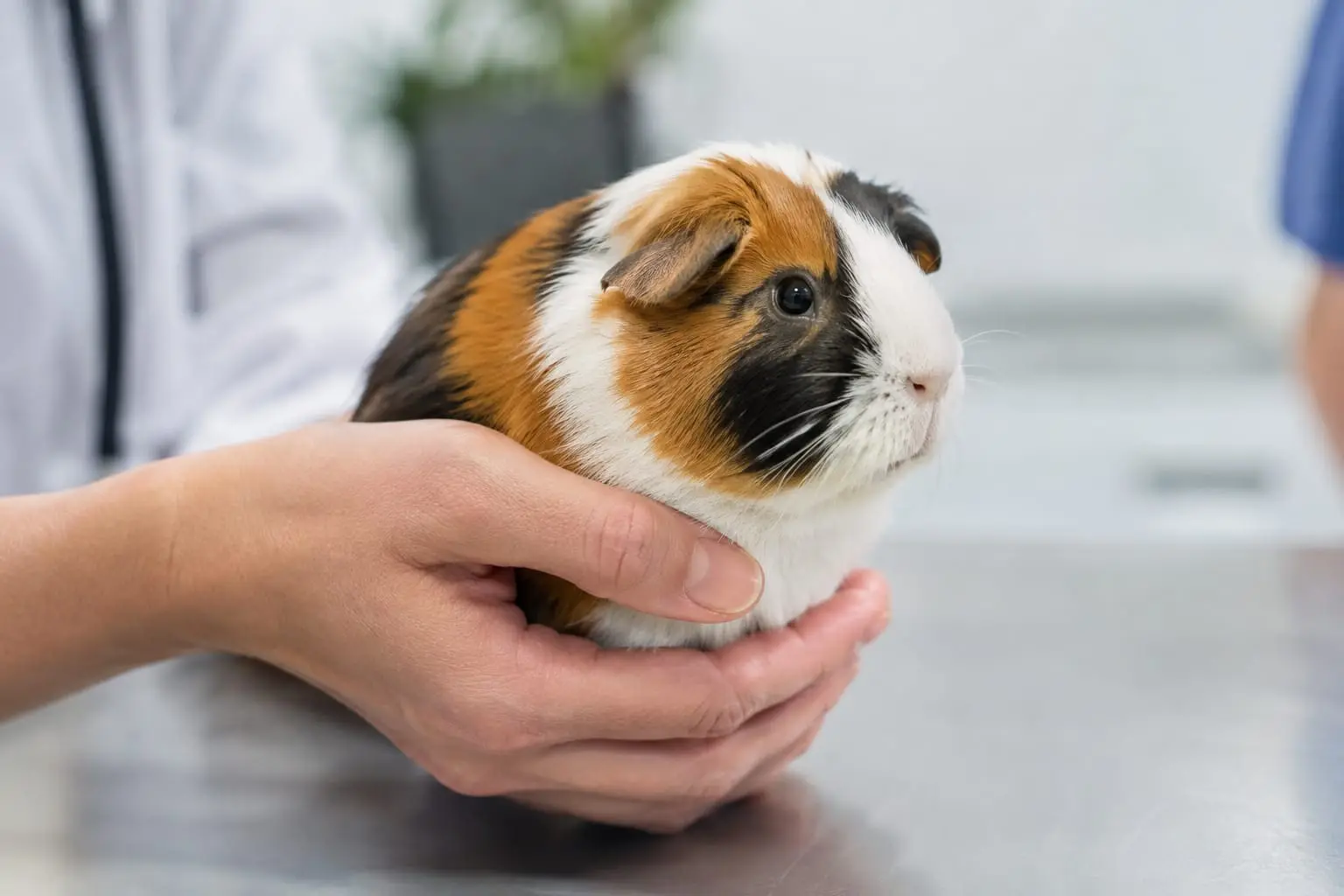 Un cochon d’Inde tricolore aux oreilles en pétale est tenu doucement dans des mains jointes lors d’une consultation vétérinaire.