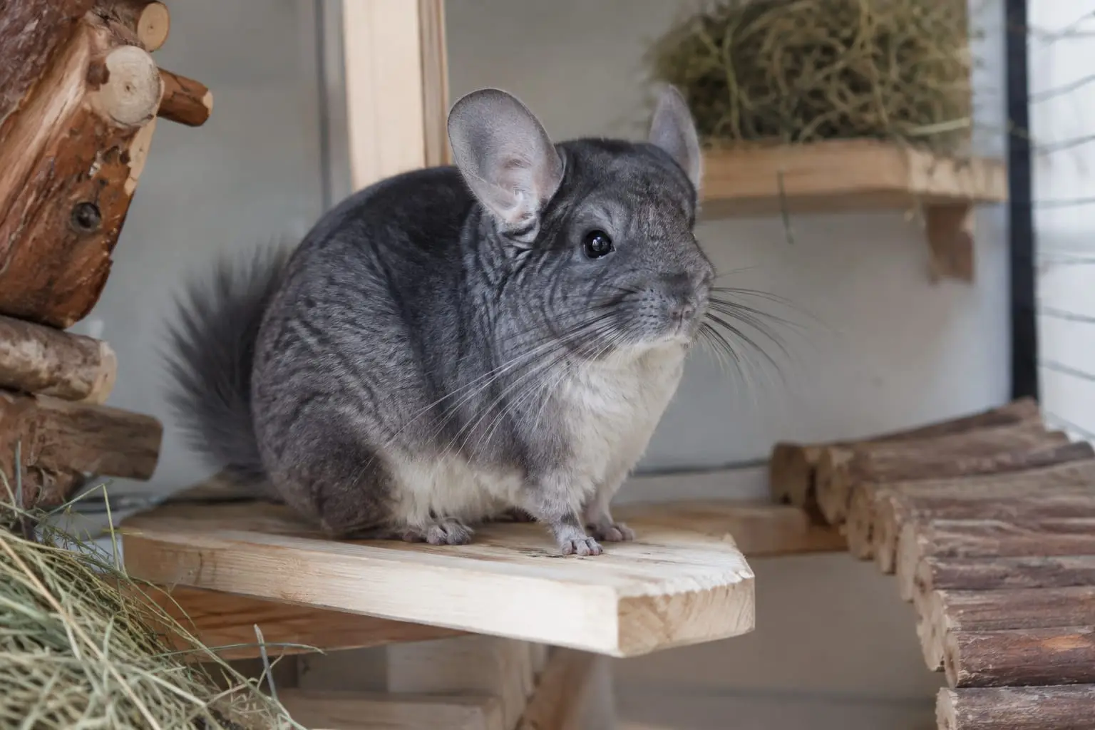 Un chinchilla gris standard au pelage dense et velouté, aux grandes oreilles rondes, dans un habitat intérieur calme.