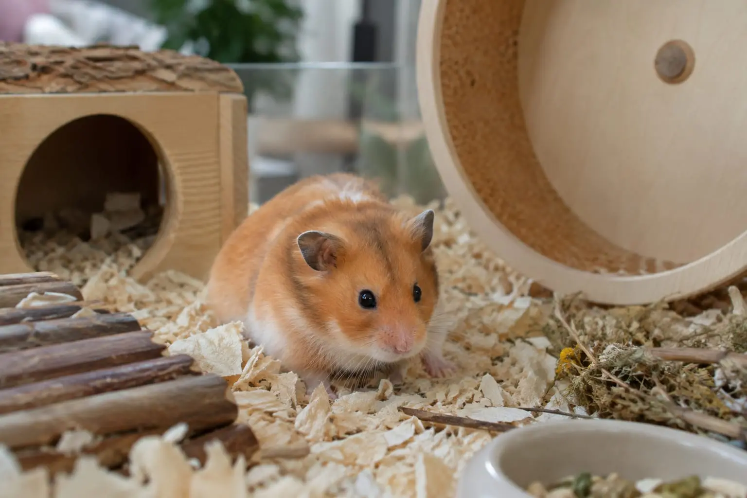 Hamster syrien au pelage doré et crème, assis dans une litière profonde près d’une cachette en bois.