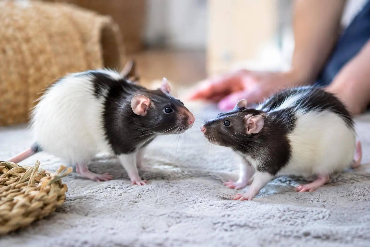 Deux rats domestiques au pelage noir et blanc explorent ensemble un parc de jeu propre dans un intérieur lumineux.