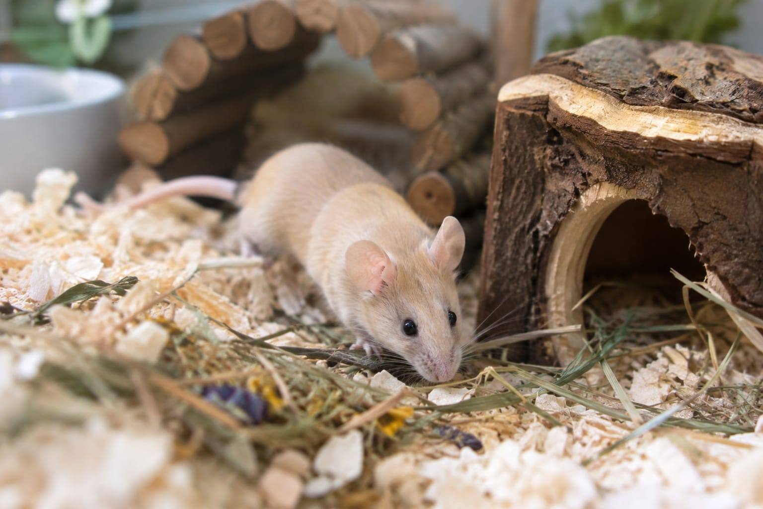 Souris domestique crème au pelage brillant, grandes oreilles rondes et longue queue dans un habitat aménagé.