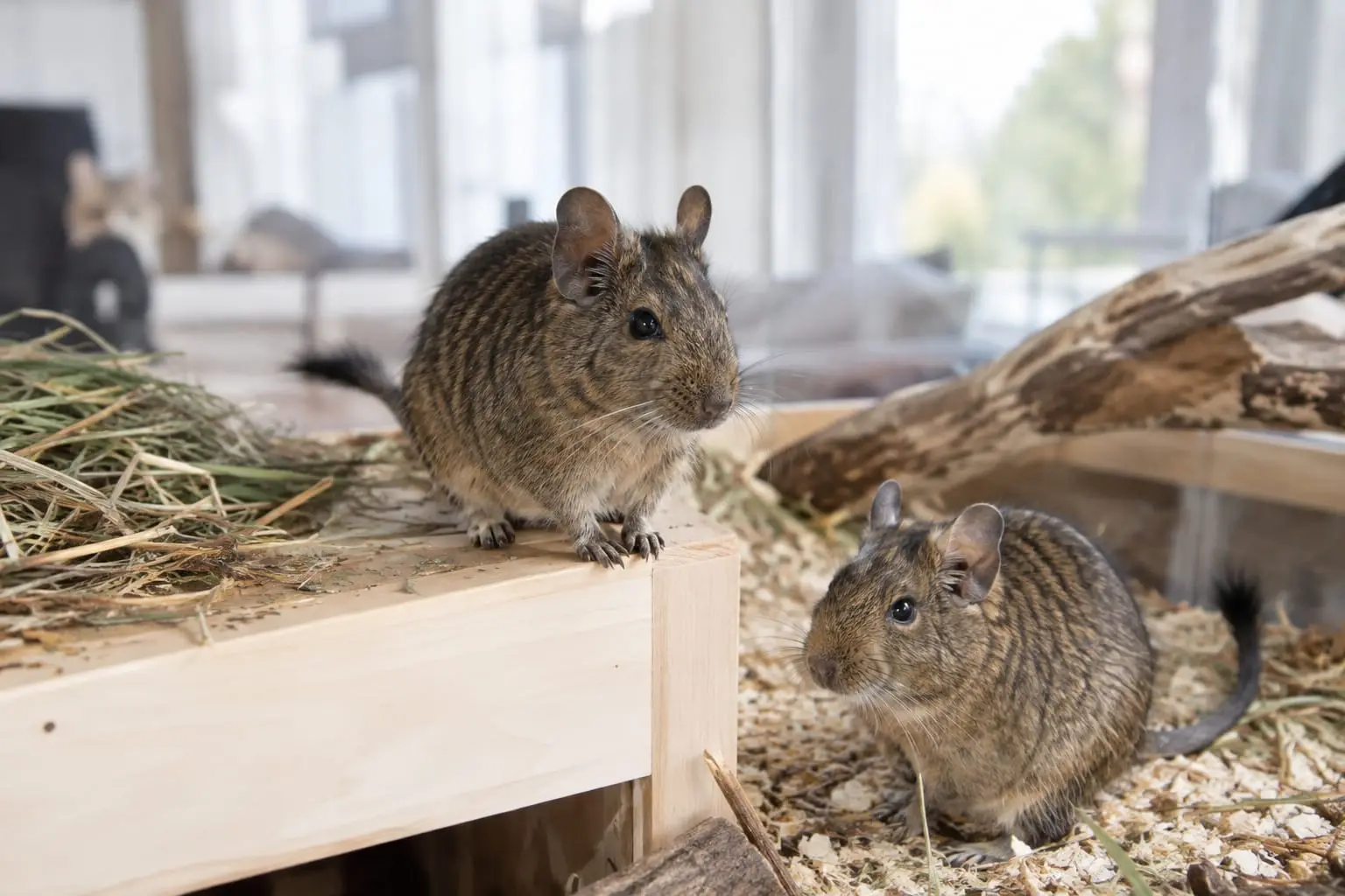 Deux octodons au pelage agouti brun-gris, ventre crème et oreilles rondes explorent une volière intérieure spacieuse.