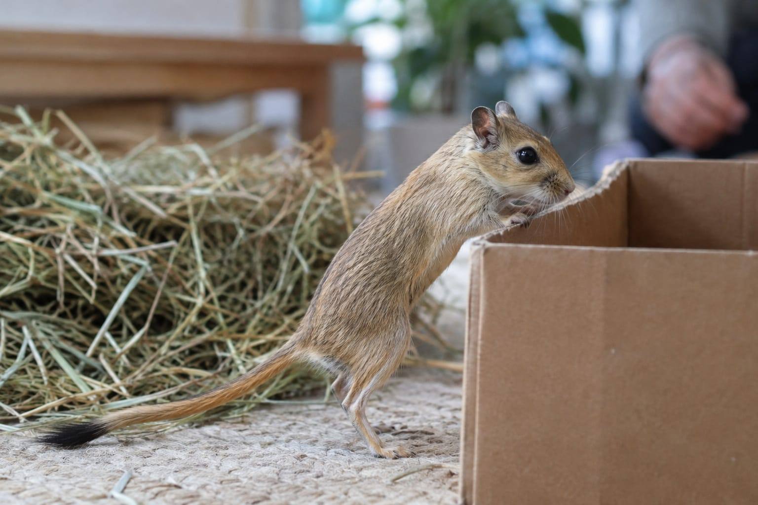 Gerbille de Mongolie agouti dorée, ventre pâle et queue touffue à bout sombre, explorant une boîte en carton.