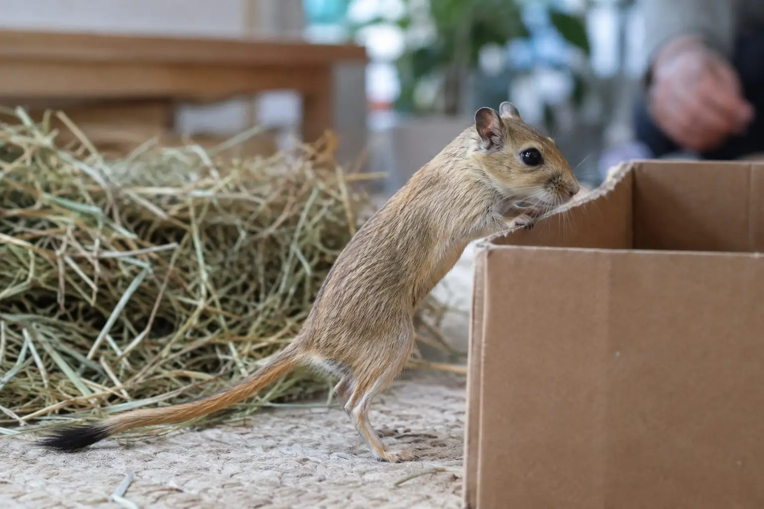 Gerbille de Mongolie agouti dorée, ventre pâle et queue touffue à bout sombre, explorant une boîte en carton.