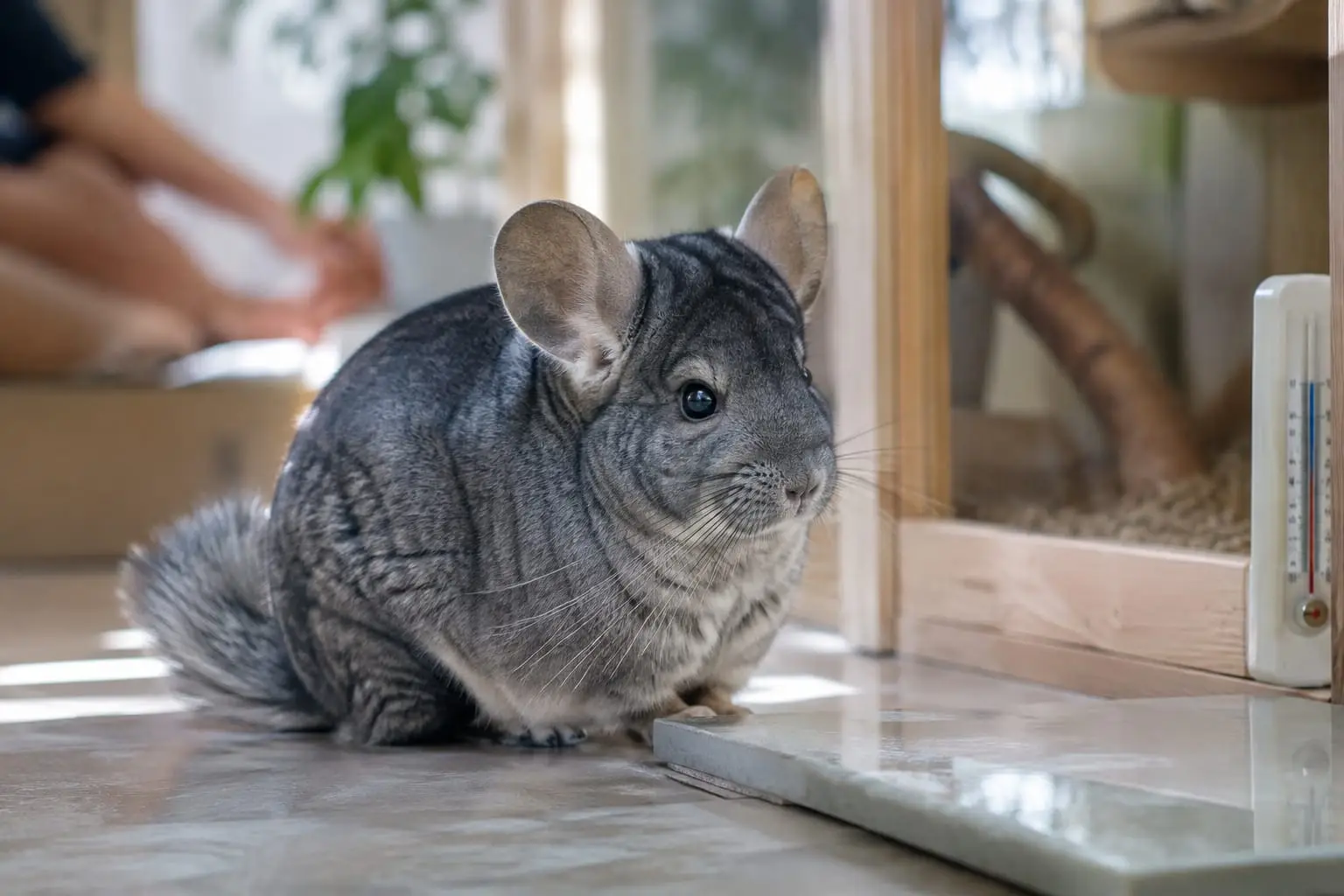 Un chinchilla se repose à l’ombre près d’une plaque en céramique fraîche dans une pièce lumineuse.
