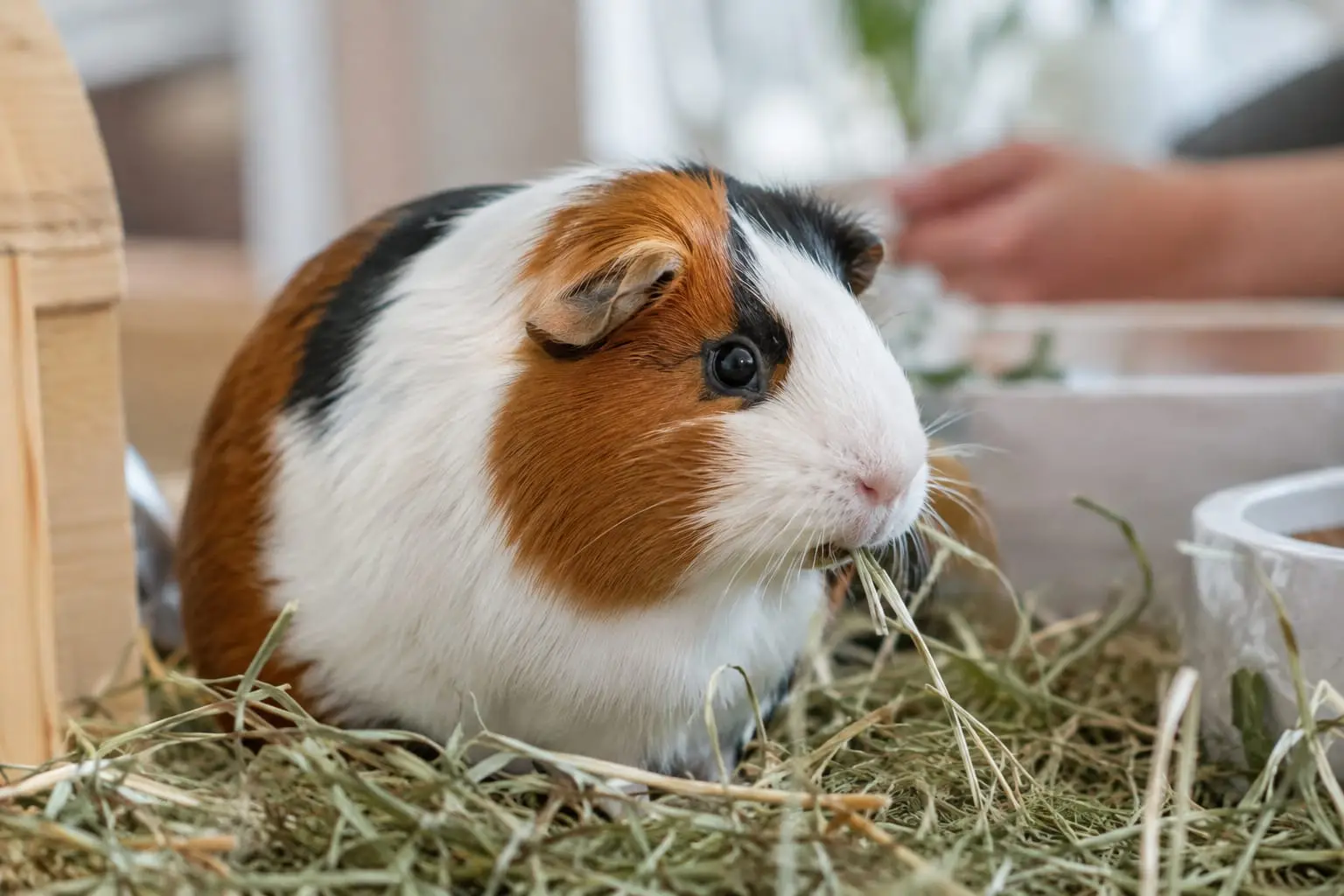 Un cochon d’Inde tricolore observe une longue tige de foin dans un enclos clair, le museau net et la posture détendue.