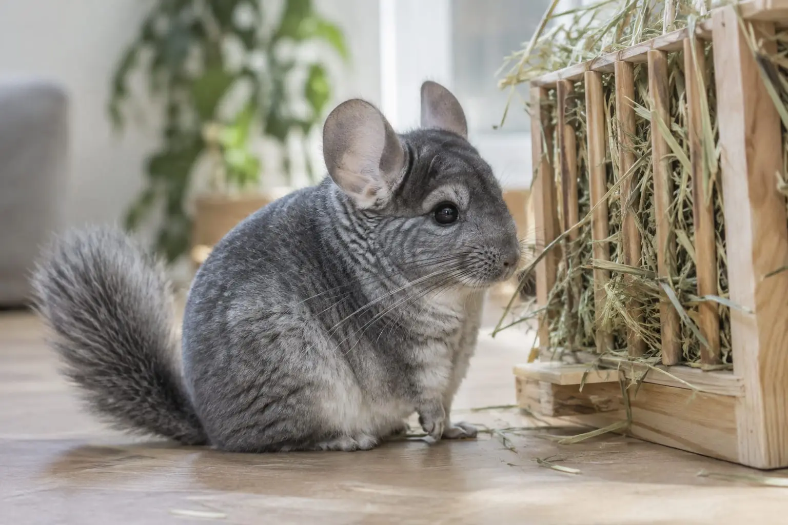 Chinchilla gris standard au pelage dense, près d’un râtelier de foin dans un intérieur lumineux