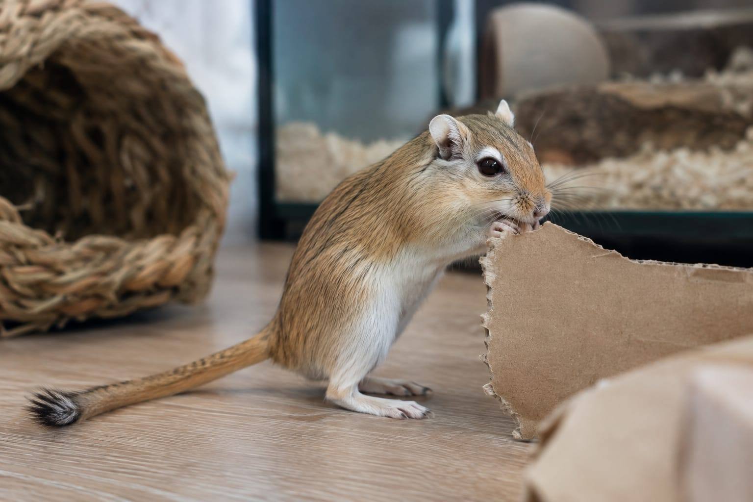 Gerbille mongole au pelage agouti doré et au ventre clair, qui ronge un morceau de carton dans son habitat.