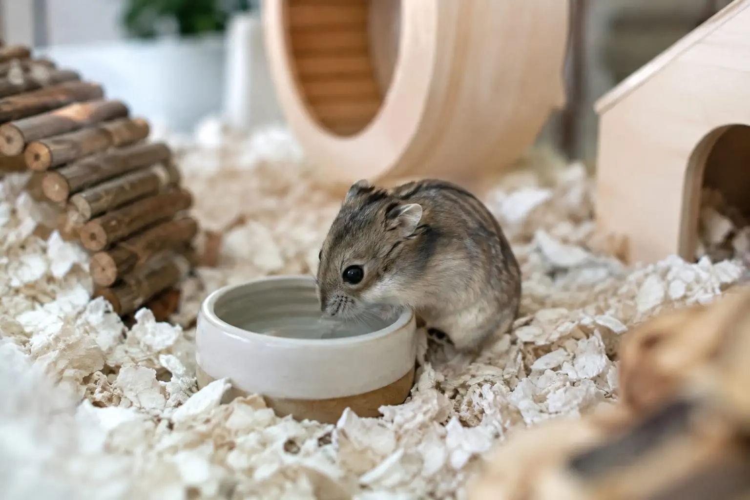 Un hamster russe nain gris-brun, marqué d’une fine raie sombre, boit dans une coupelle en céramique sur une épaisse litière de papier.