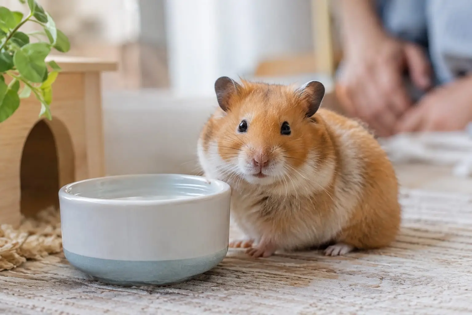 Hamster syrien doré, au corps rond et au pelage orange et crème, près d’une coupelle d’eau dans un habitat propre.