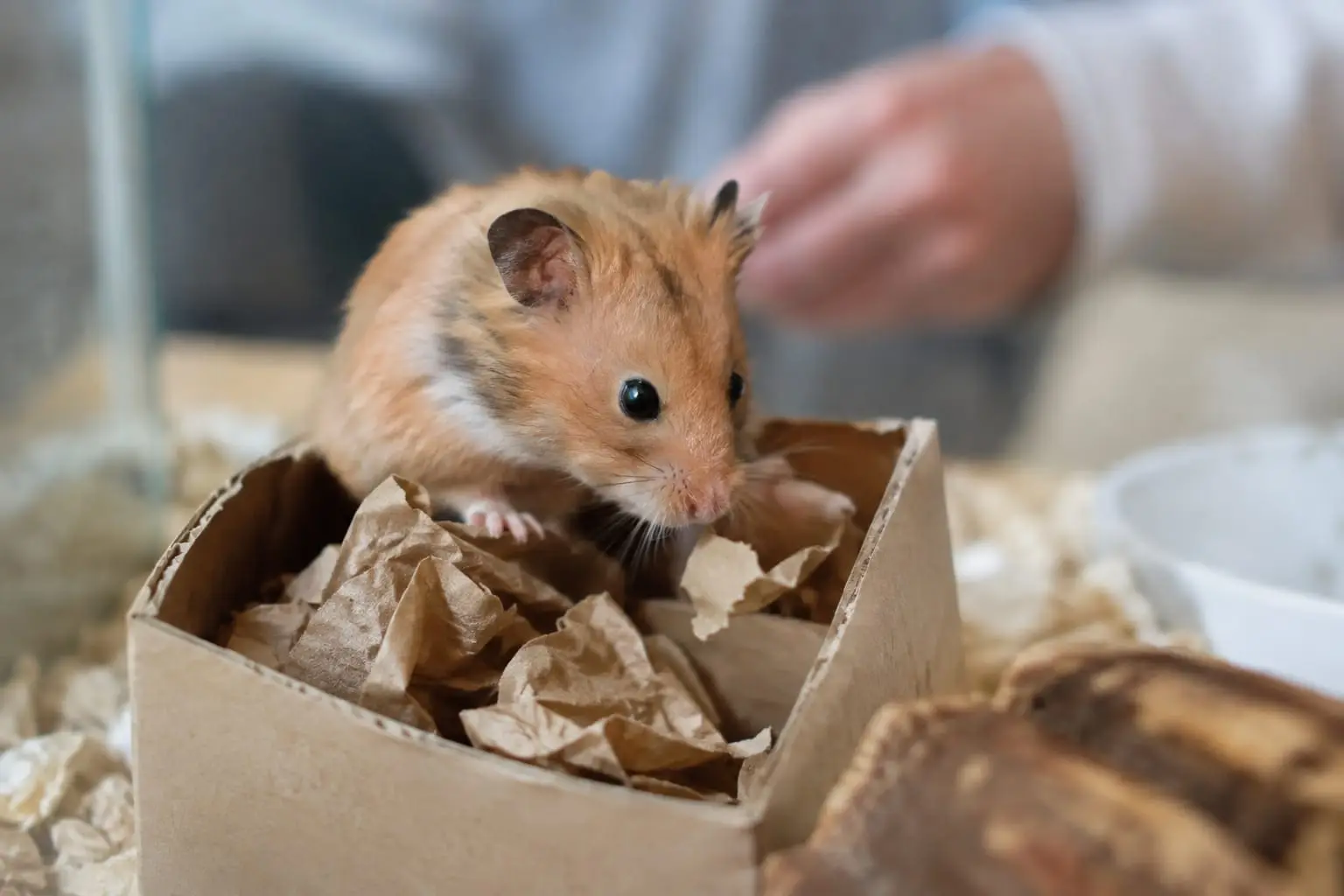 Un hamster explore une boîte en carton brun non imprimé garnie de papier froissé dans un habitat propre.