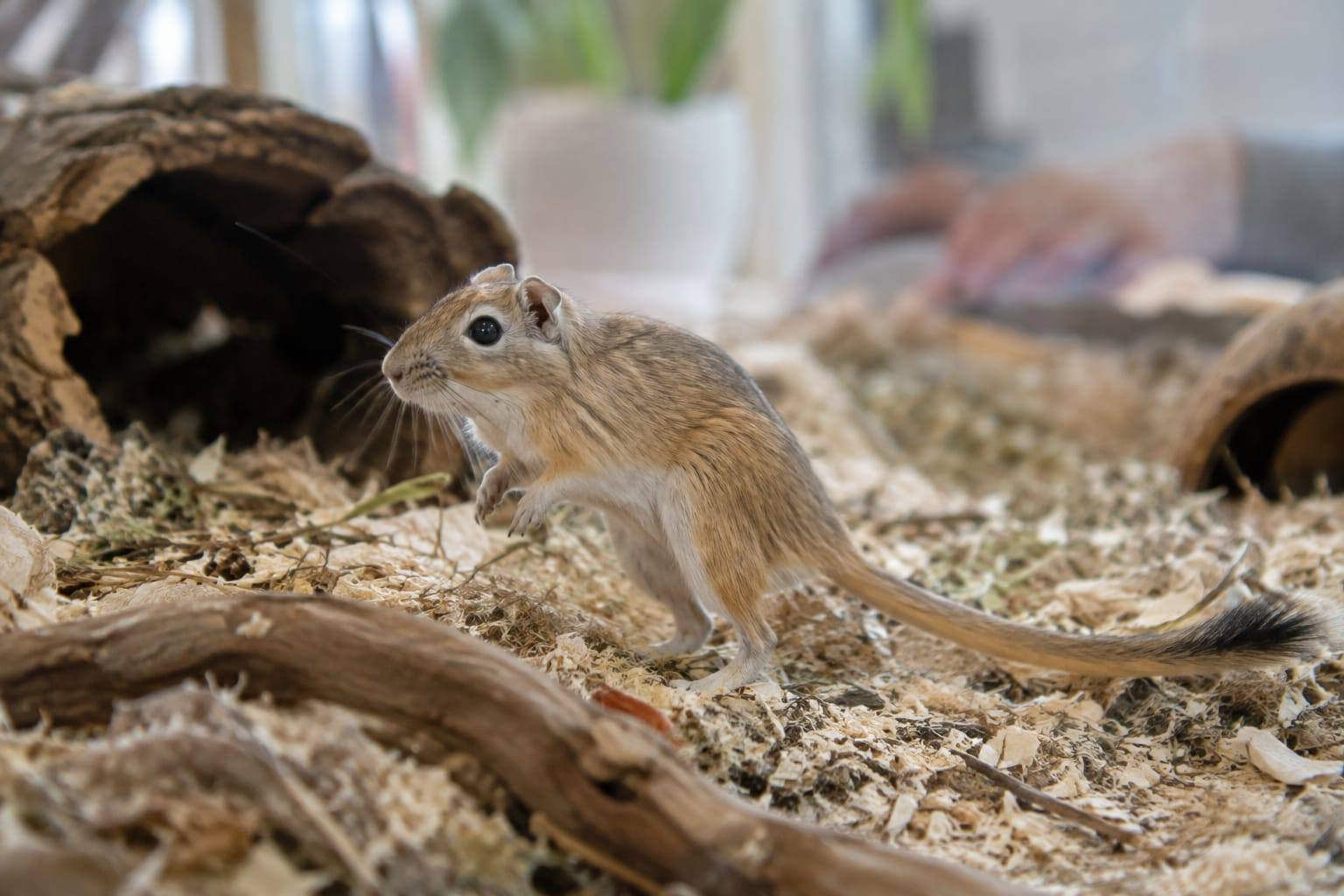 Gerbille de Mongolie au pelage agouti doré, au ventre clair et à la longue queue touffue, dans un habitat calme.