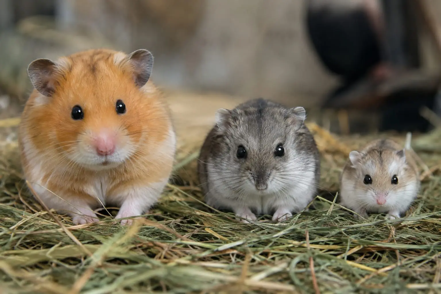 Trois hamsters alignés sur le foin : grand Syrien doré, Russe nain gris à raie sombre et minuscule Roborovski sable aux sourcils blancs.