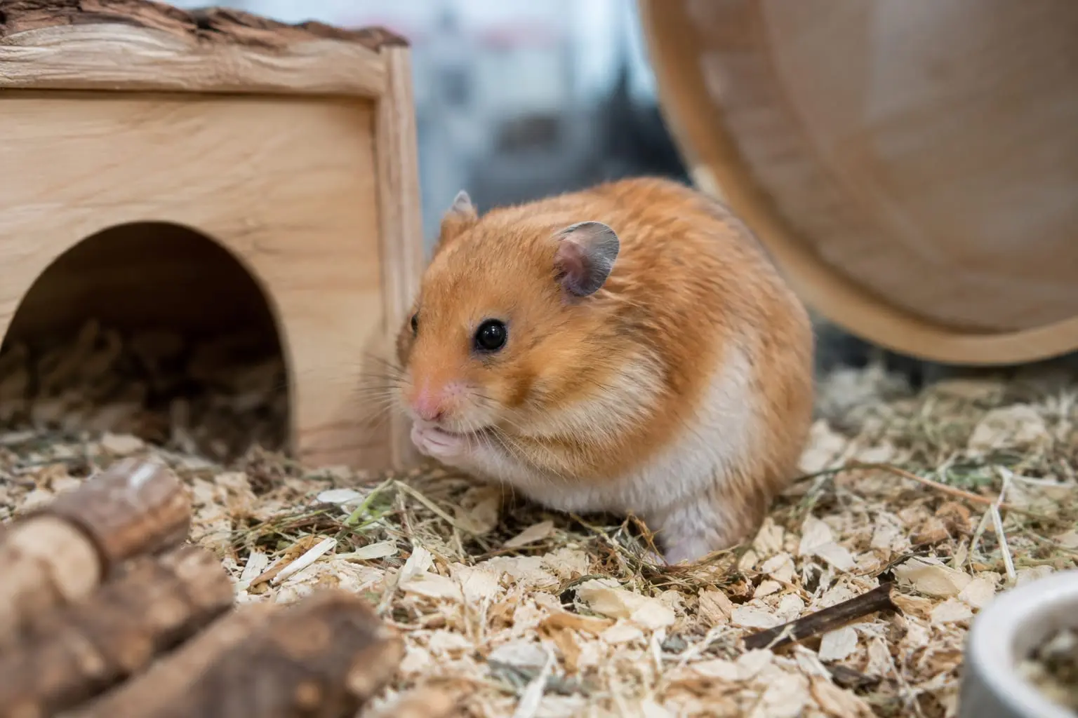 Hamster syrien doré au pelage orange et crème, assis sur une litière propre près d'un abri en bois.
