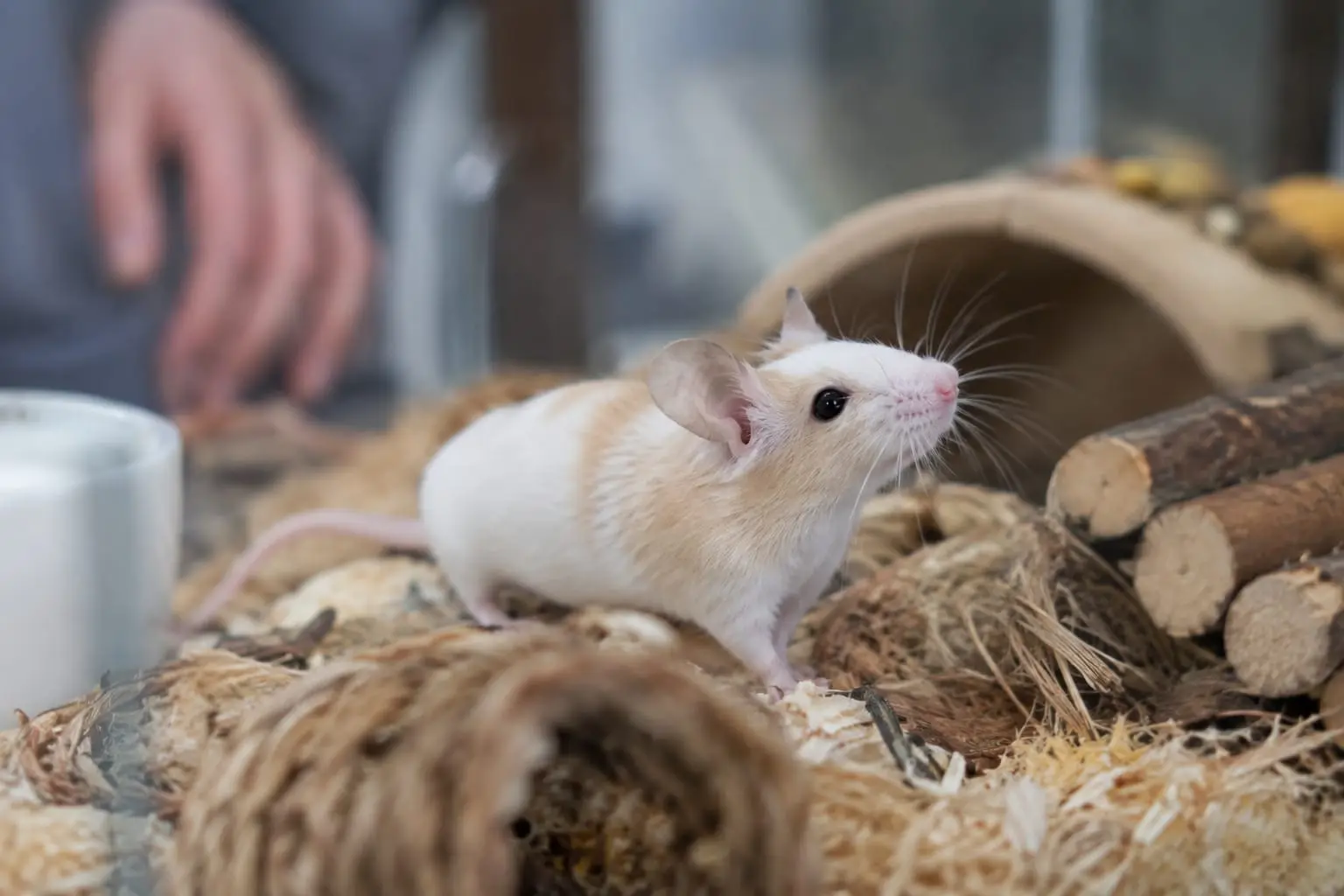 Une souris domestique crème et blanche, au pelage brillant et aux grandes oreilles rondes, explore calmement son habitat aménagé.