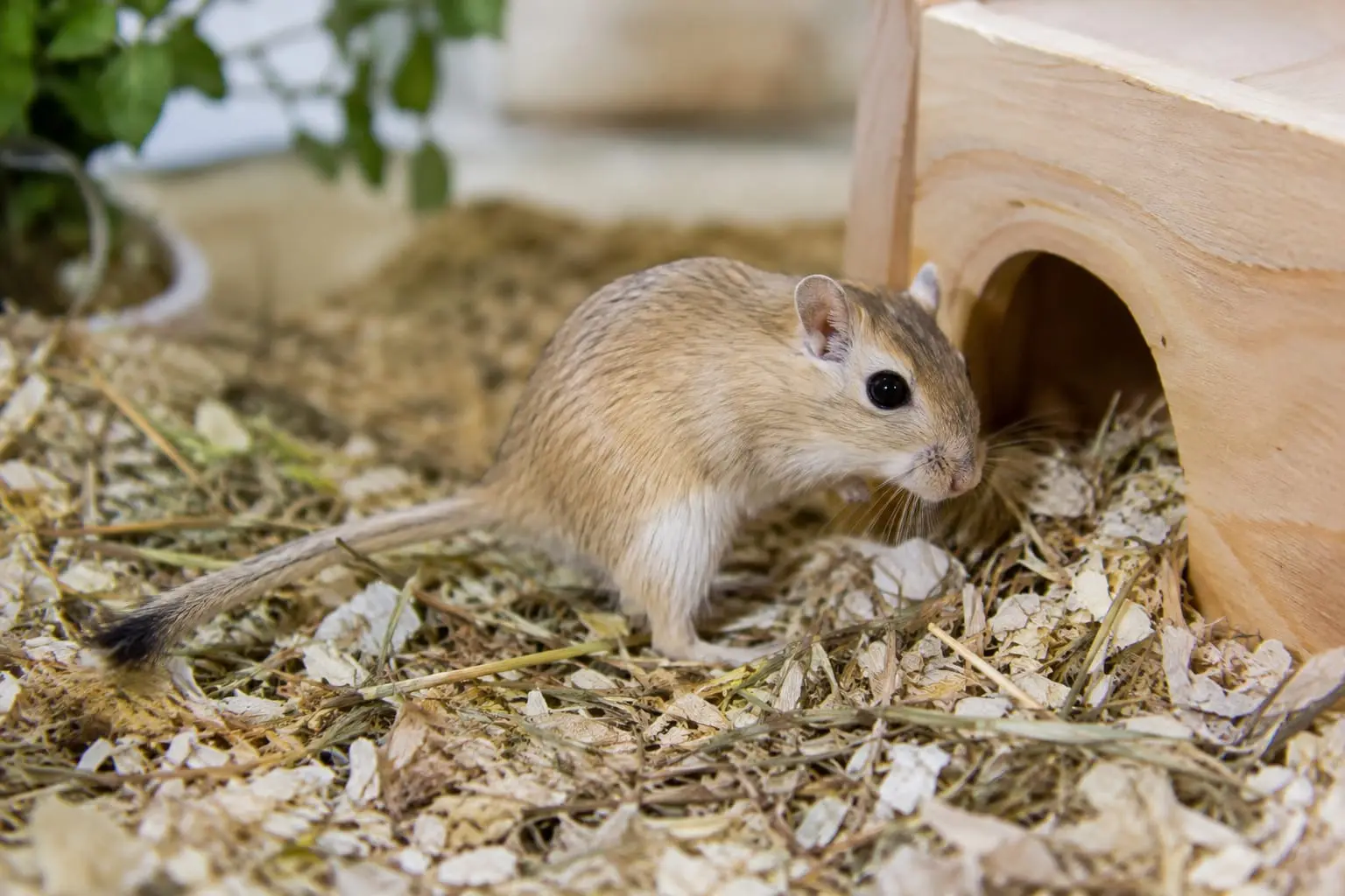 Gerbille de Mongolie au pelage agouti doré, ventre pâle et longue queue touffue dans un habitat bien aménagé.