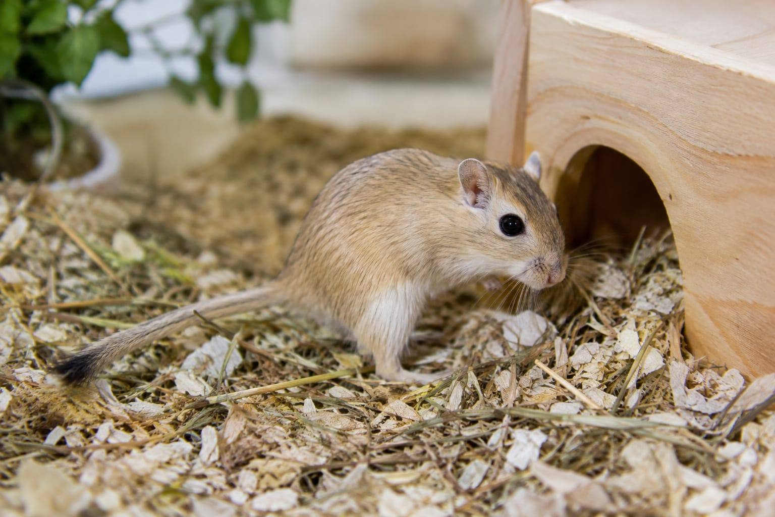 Gerbille de Mongolie au pelage agouti doré, ventre pâle et longue queue touffue dans un habitat bien aménagé.