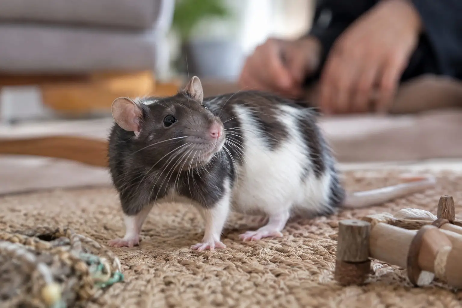 Un rat domestique noir et blanc au pelage lisse observe avec curiosité depuis une aire de jeu aménagée.