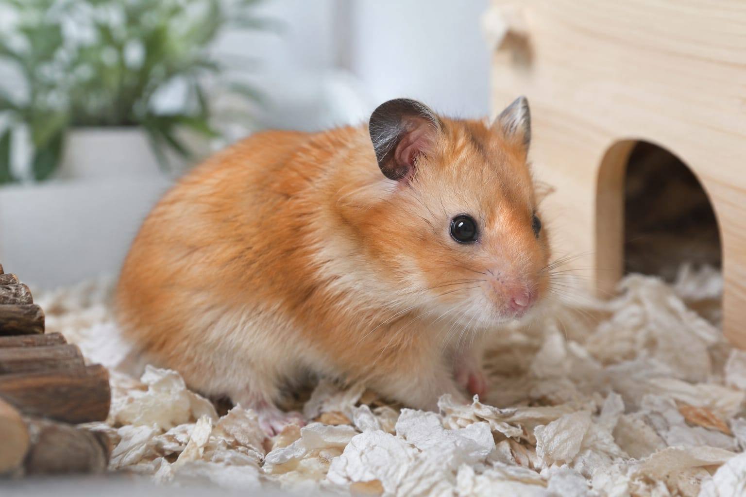 Un hamster syrien doré observe calmement sa litière de papier dans un habitat intérieur propre et bien ventilé.
