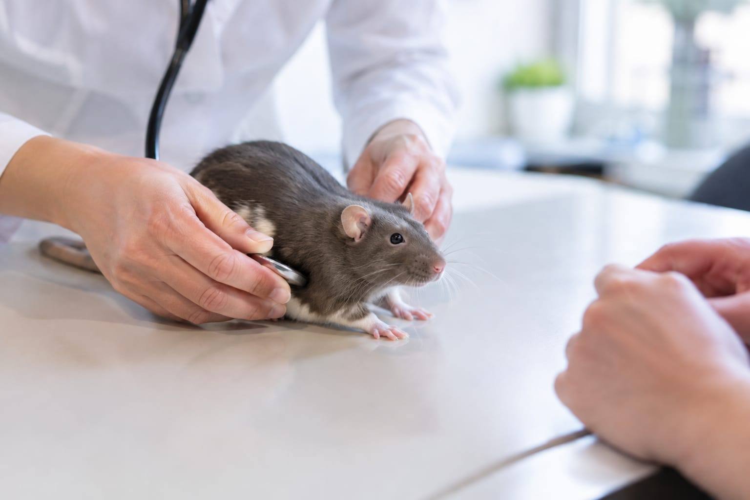 Un vétérinaire examine calmement un rat domestique sur une table de consultation, tandis que son propriétaire l’observe.