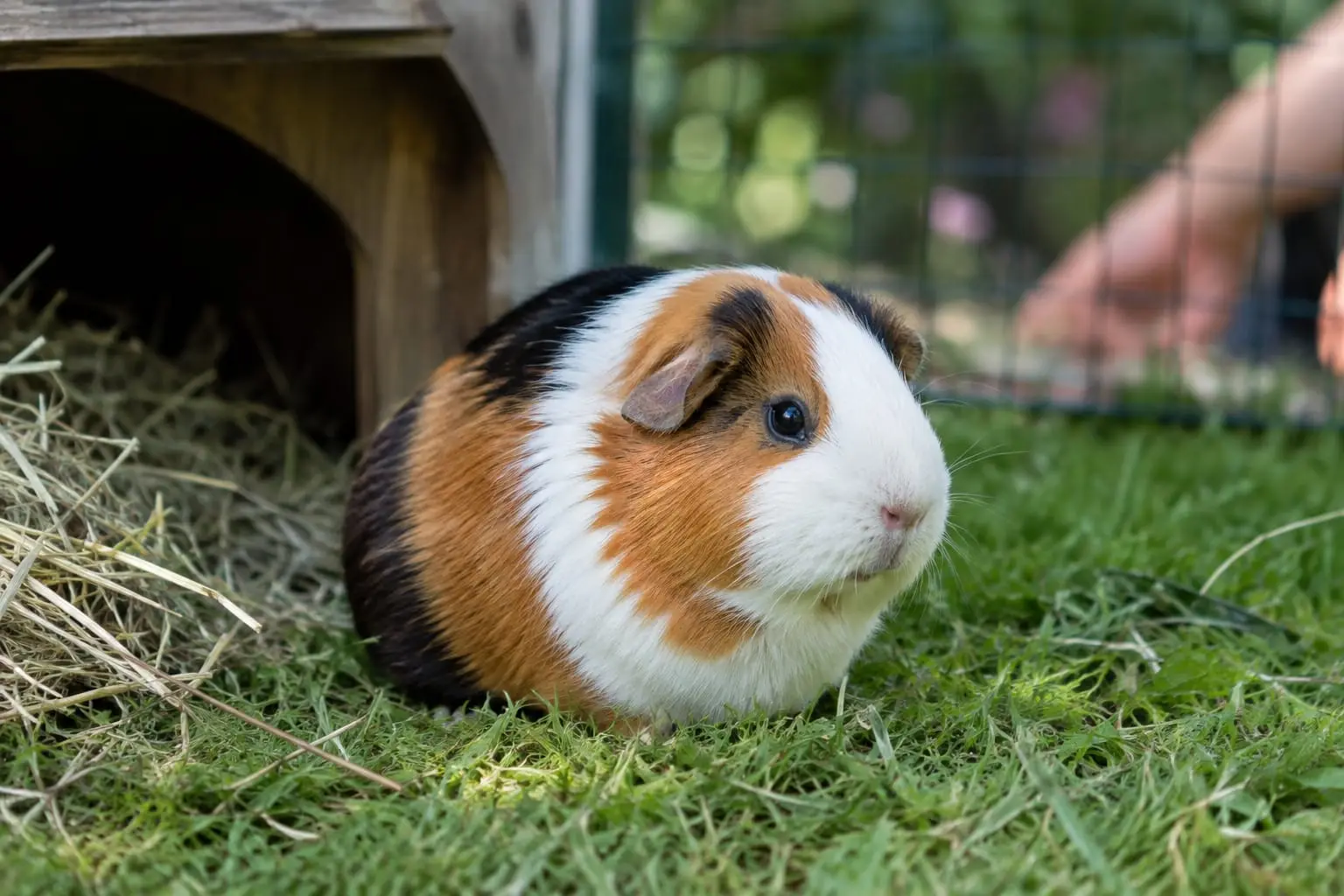 Cochon d’Inde tricolore dans un parc extérieur sécurisé, avec une zone d’ombre et un abri sec au jardin.
