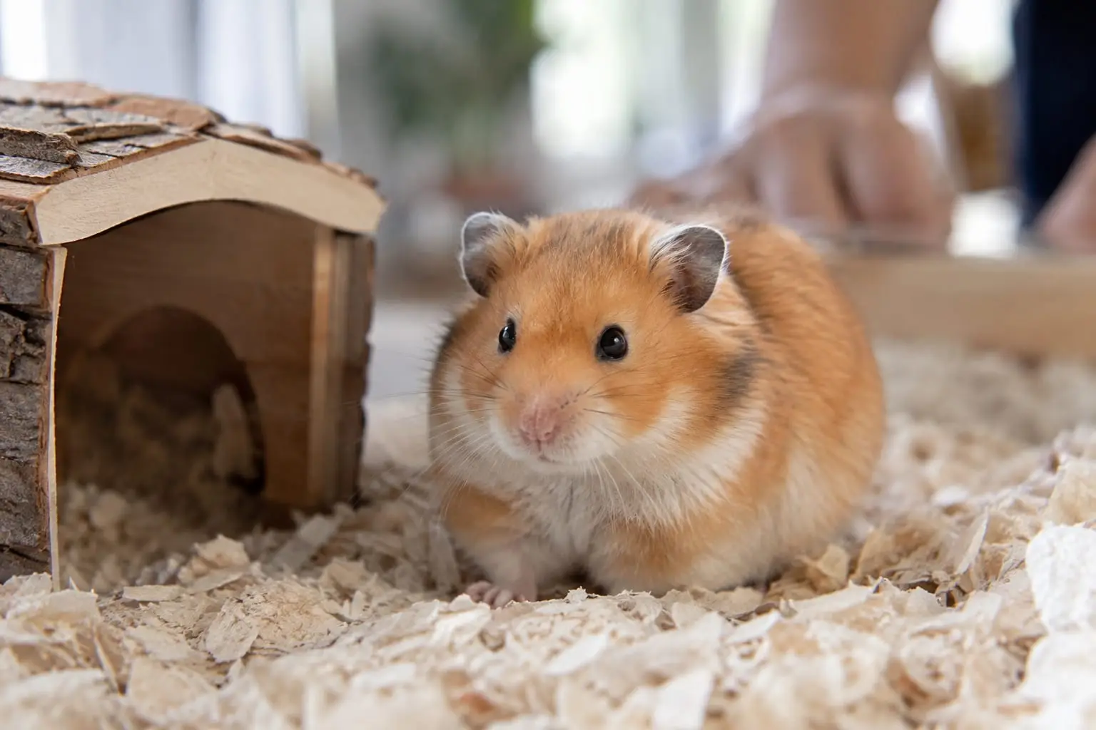 Hamster syrien doré au pelage orange et crème, posé calmement dans une litière propre près de son abri.