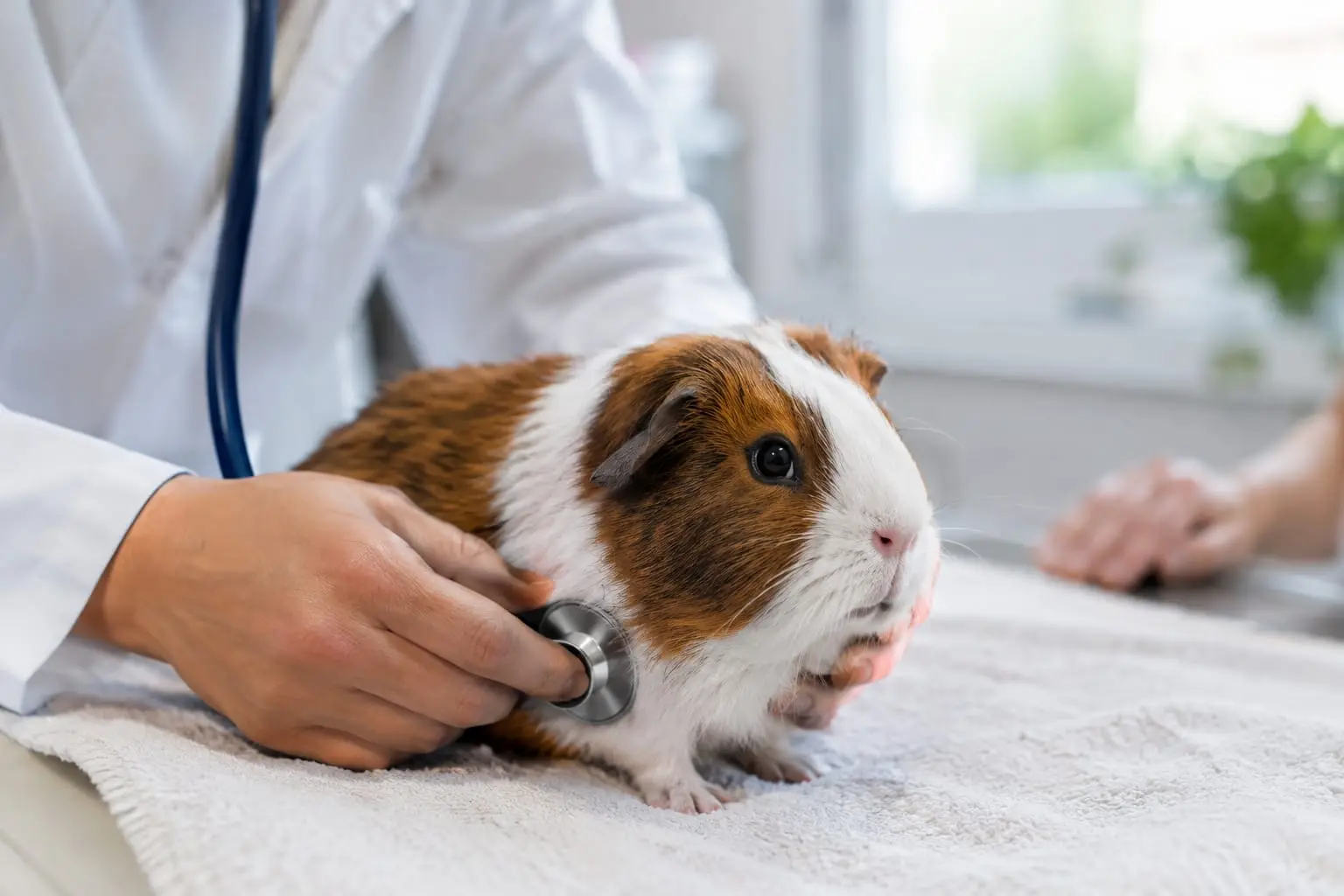 Un vétérinaire NAC examine doucement un cochon d’Inde posé sur une serviette dans une salle de consultation lumineuse.