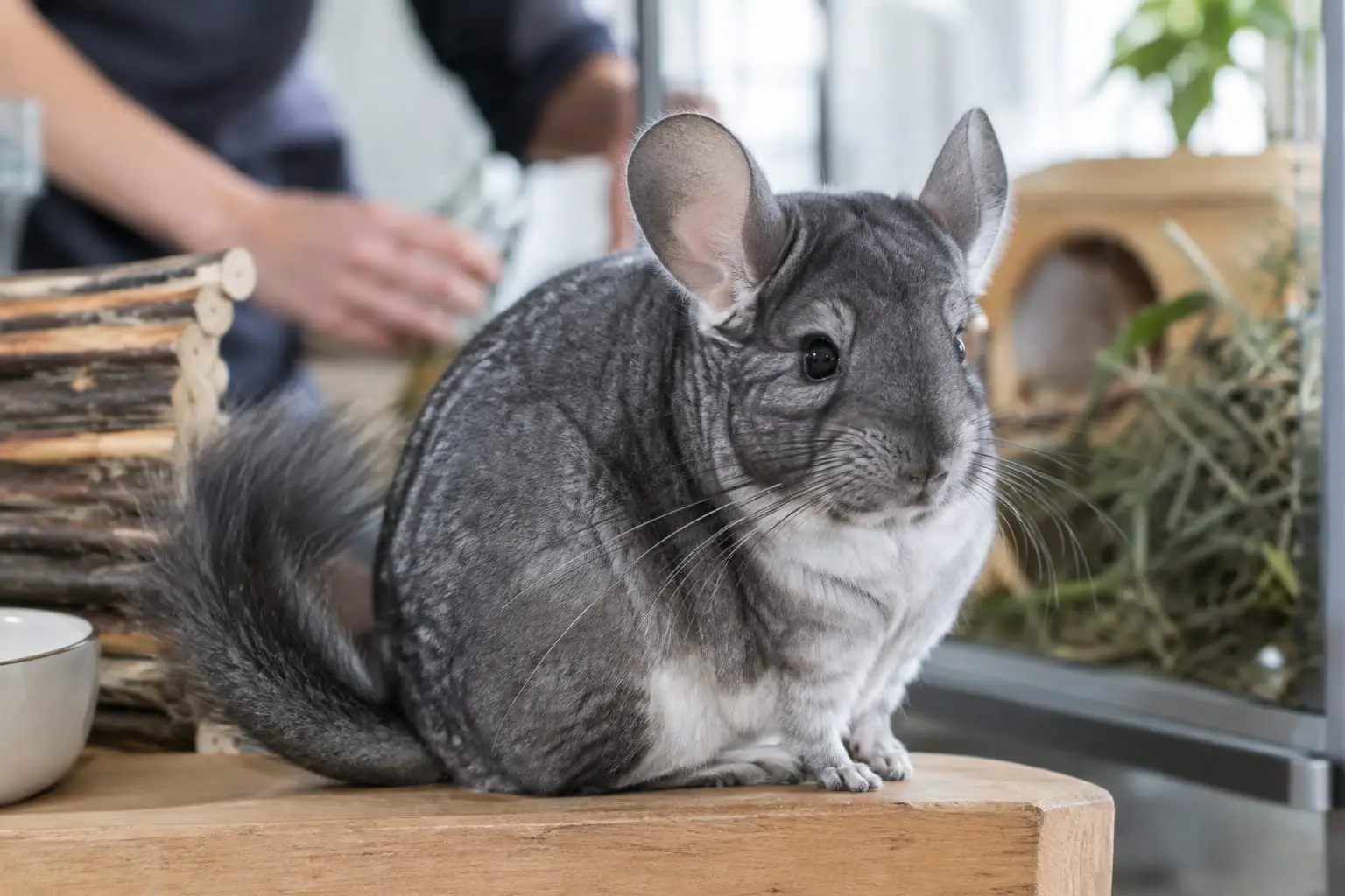Chinchilla gris standard au pelage dense et velouté, au ventre blanc, avec de grandes oreilles rondes et une queue touffue.