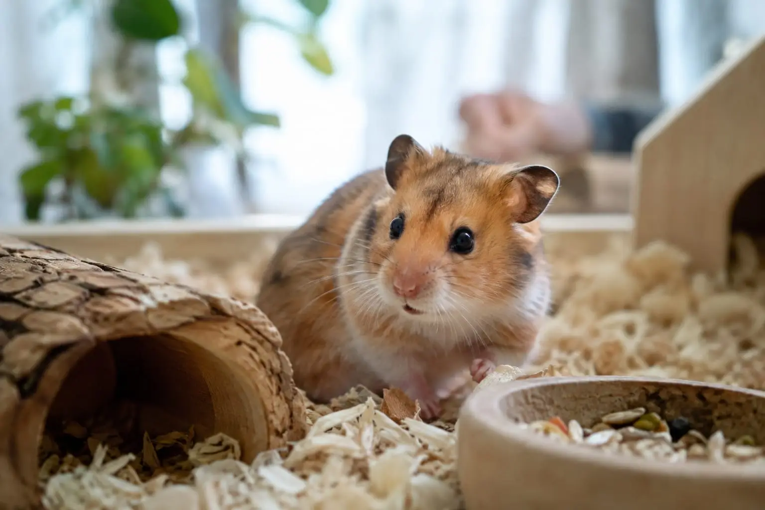 Un hamster éveillé dans un abri garni de litière, dans une pièce tempérée éclairée naturellement en hiver.