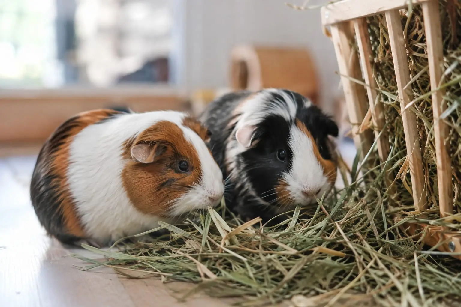 Deux cochons d’Inde mangent du foin frais côte à côte dans un vaste enclos intérieur, près d’un râtelier en bois, baignés par la douce lumière naturelle d’une fenêtre.