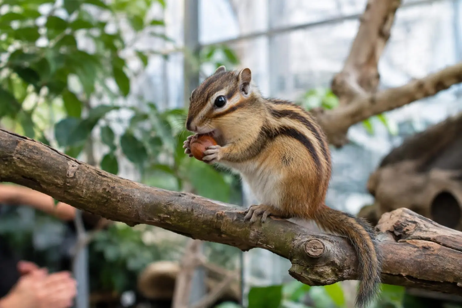 Un tamia de Sibérie tient une noisette sur une branche naturelle, dans une grande volière intérieure garnie de plantes, sous une douce lumière.