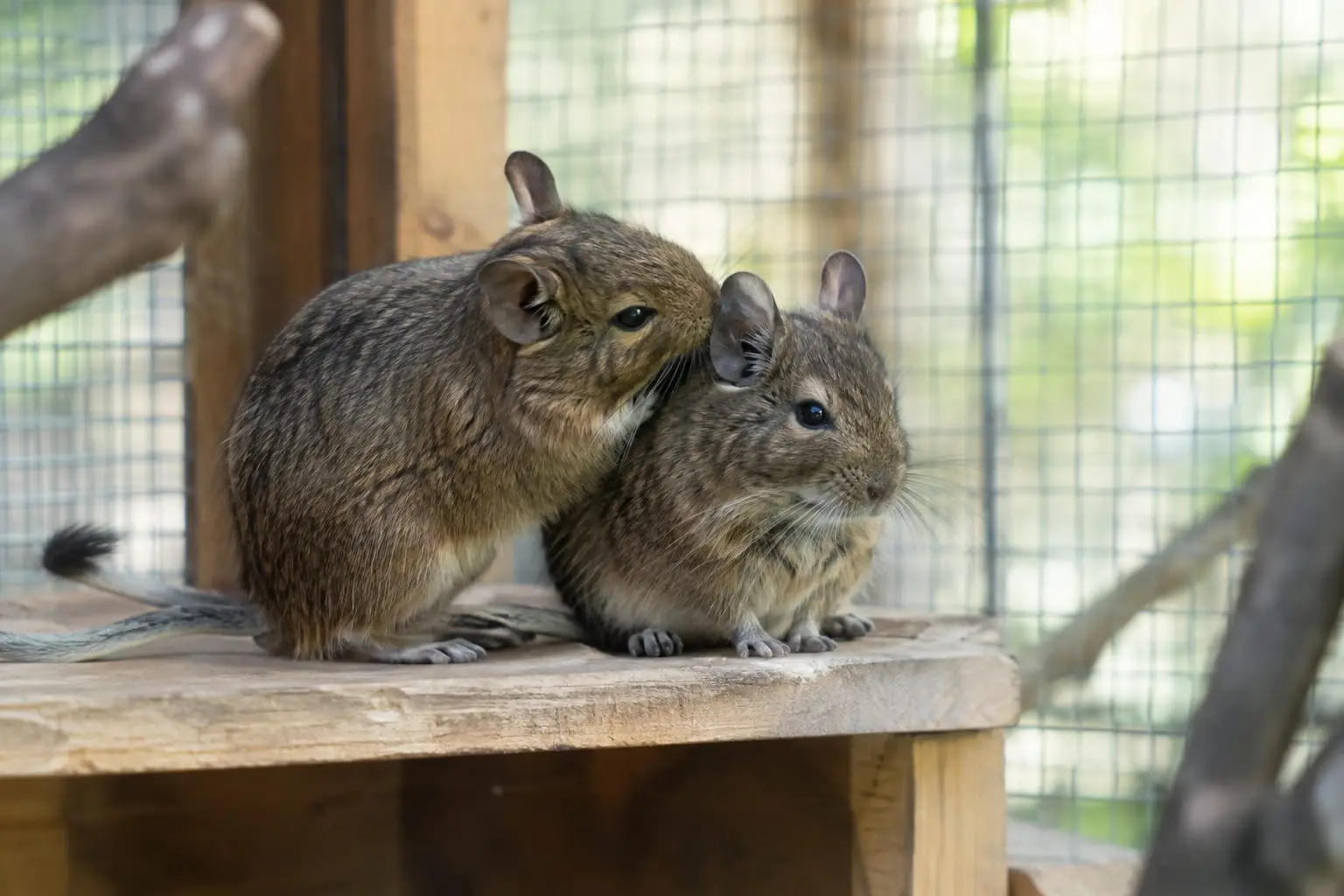 Deux octodons sont assis côte à côte sur une plateforme en bois dans une grande cage, l’un toilette l’autre à la lumière du jour.