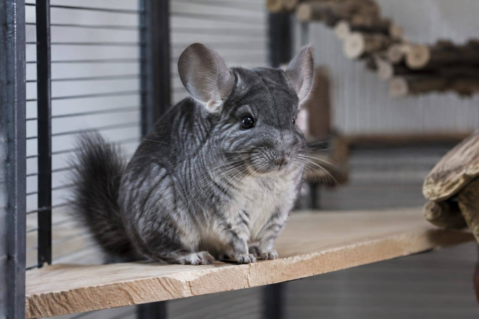 Un chinchilla gris au pelage dense est assis sur une étagère en bois naturel, dans une haute cage à l’éclairage doux et frais.