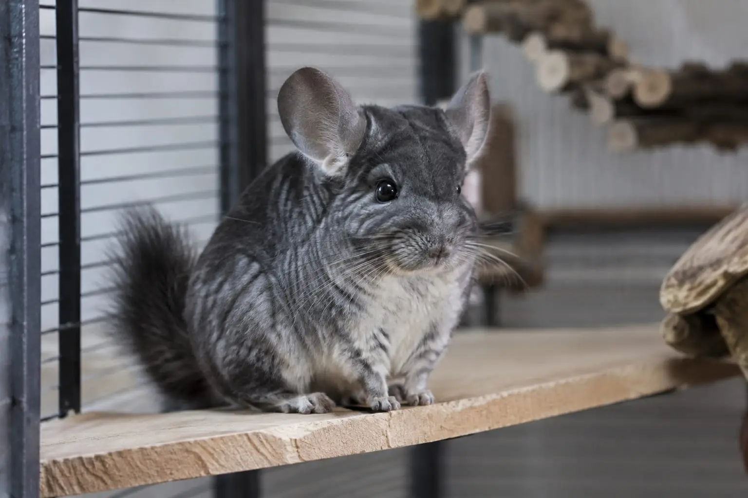 Un chinchilla gris au pelage dense est assis sur une étagère en bois naturel, dans une haute cage à l’éclairage doux et frais.