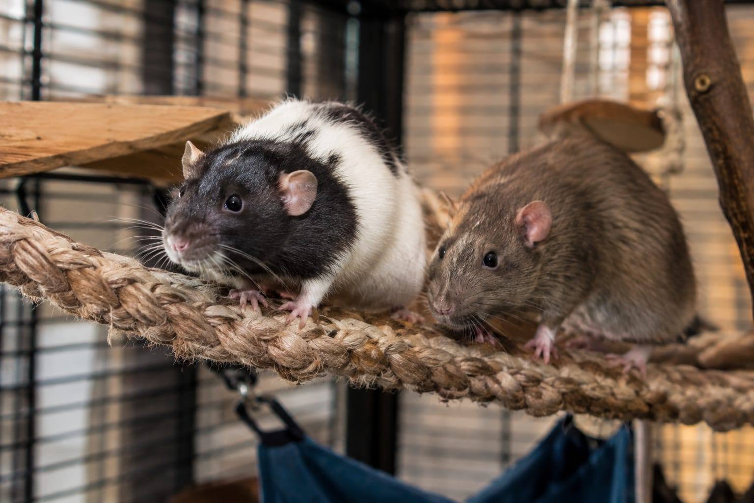 Deux rats domestiques, l’un noir et blanc à capuchon, l’autre agouti, grimpent sur un pont de corde dans une grande cage à étages.
